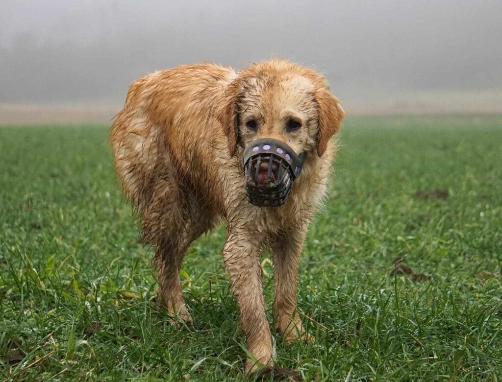 Hund mit Maulkorb auf Feld