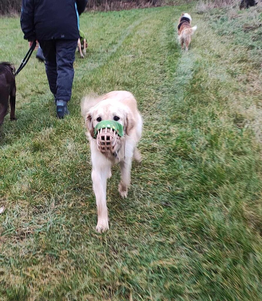 Hund mit Maulkorb im Freien