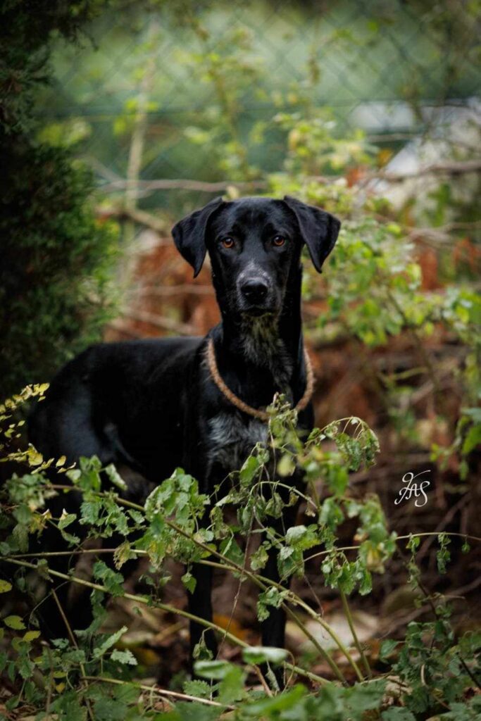 Schwarzer Hund im Gebüsch