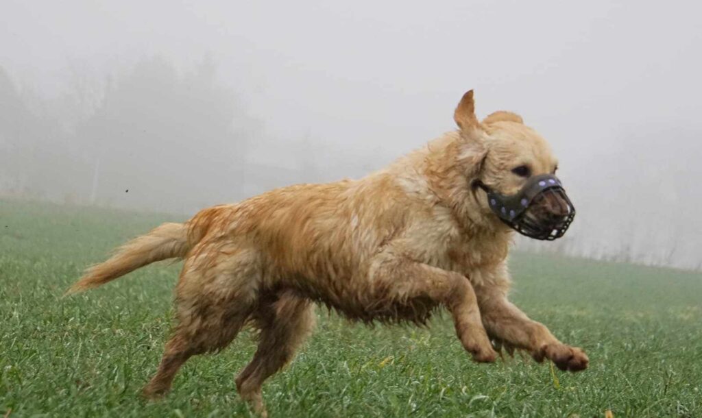 Laufender Hund mit Maulkorb
