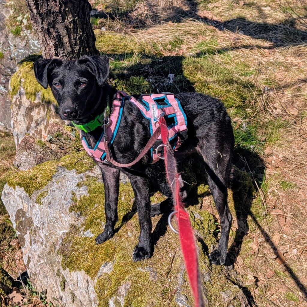 Schwarzer Hund mit Geschirr