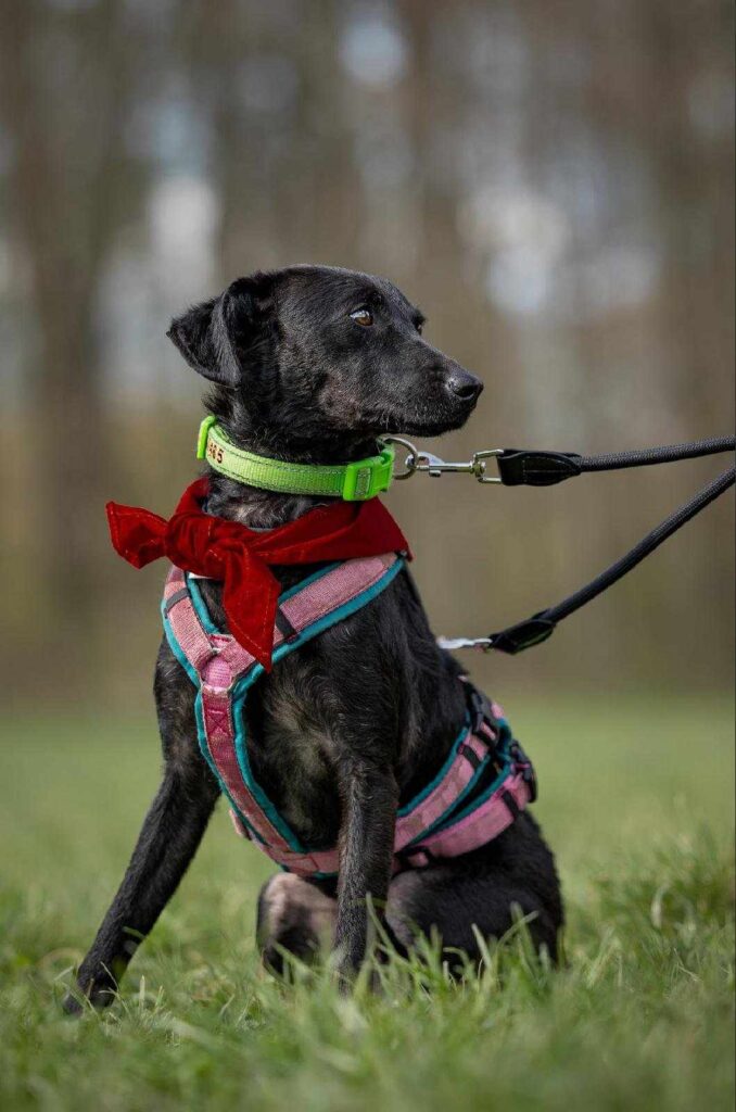 Schwarzer Hund mit Halstuch