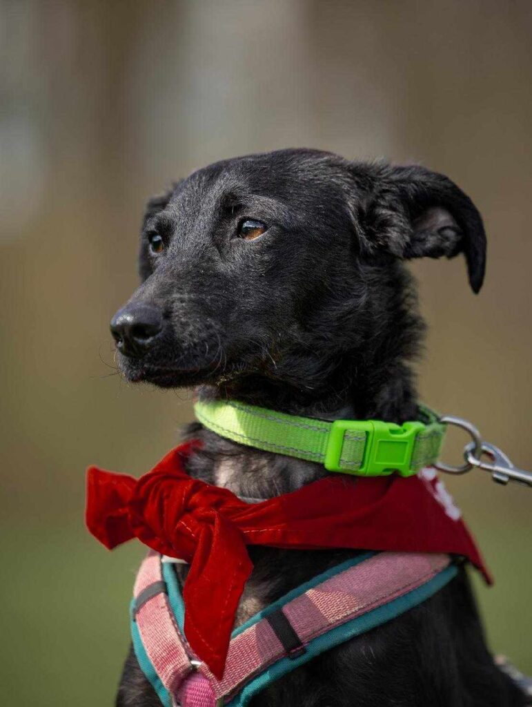 Schwarzer Hund mit roter Schleife