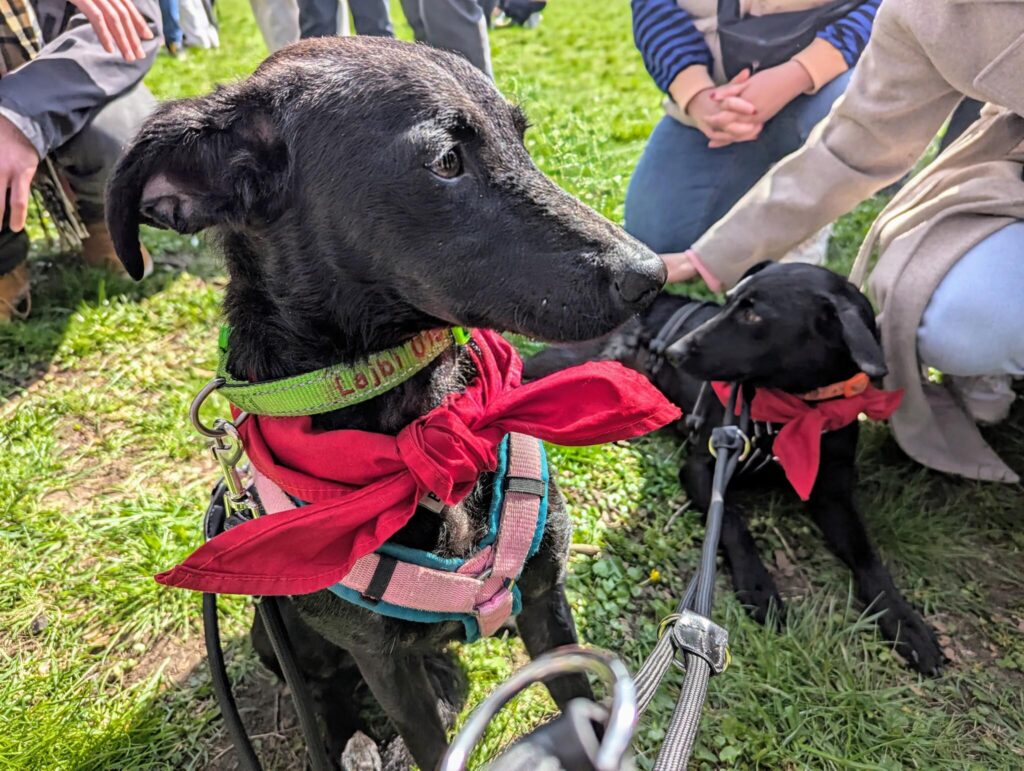 Schwarze Hunde mit roten Halstüchern