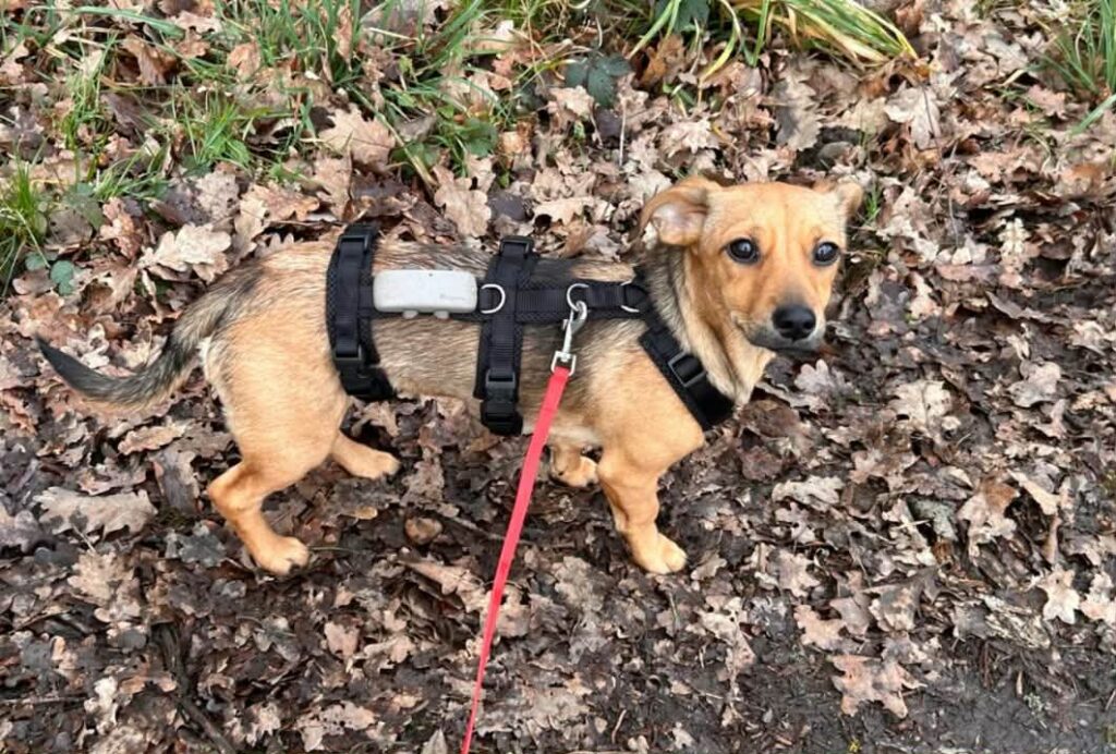 Kleiner Hund im Geschirr