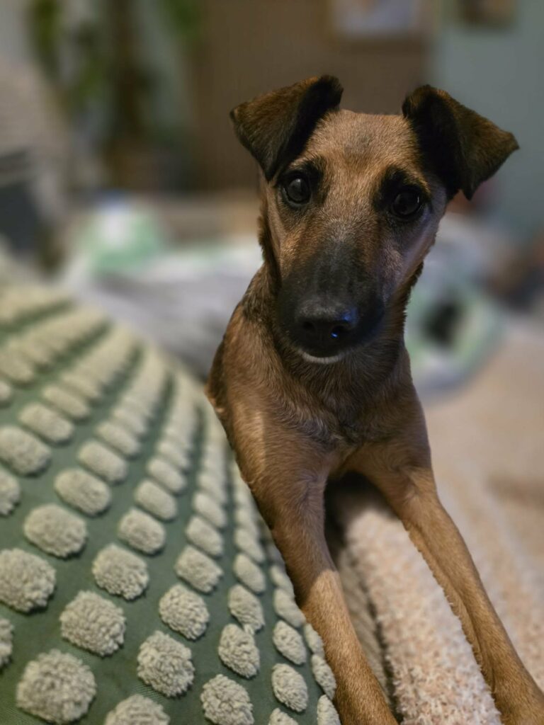 Brauner Hund auf Sofa