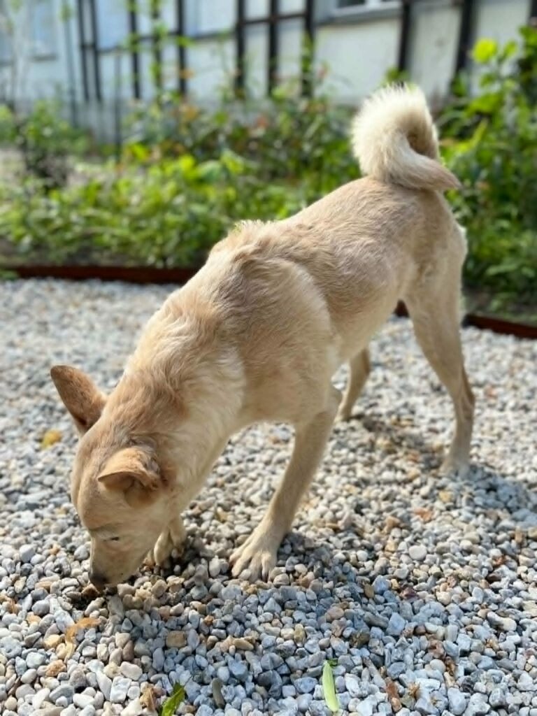 Hund schnüffelt auf Kies