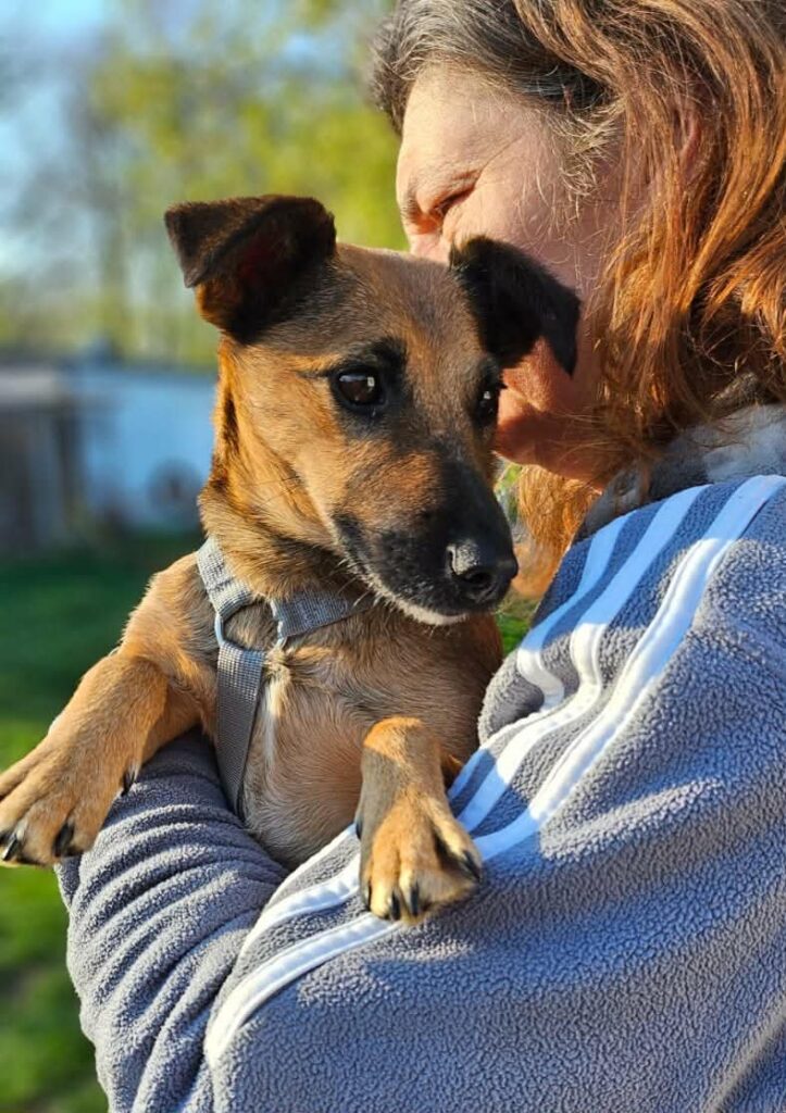 Braun-getigerter Hund wird gehalten