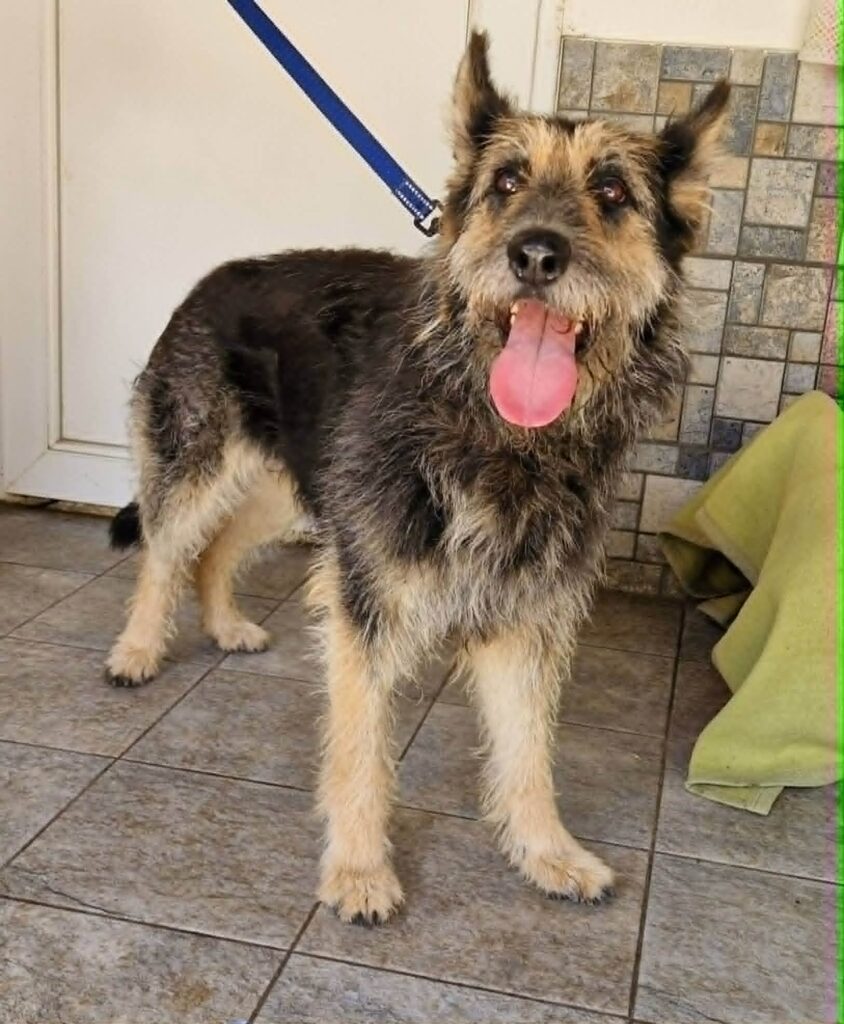 Hund mit leckerem Mund