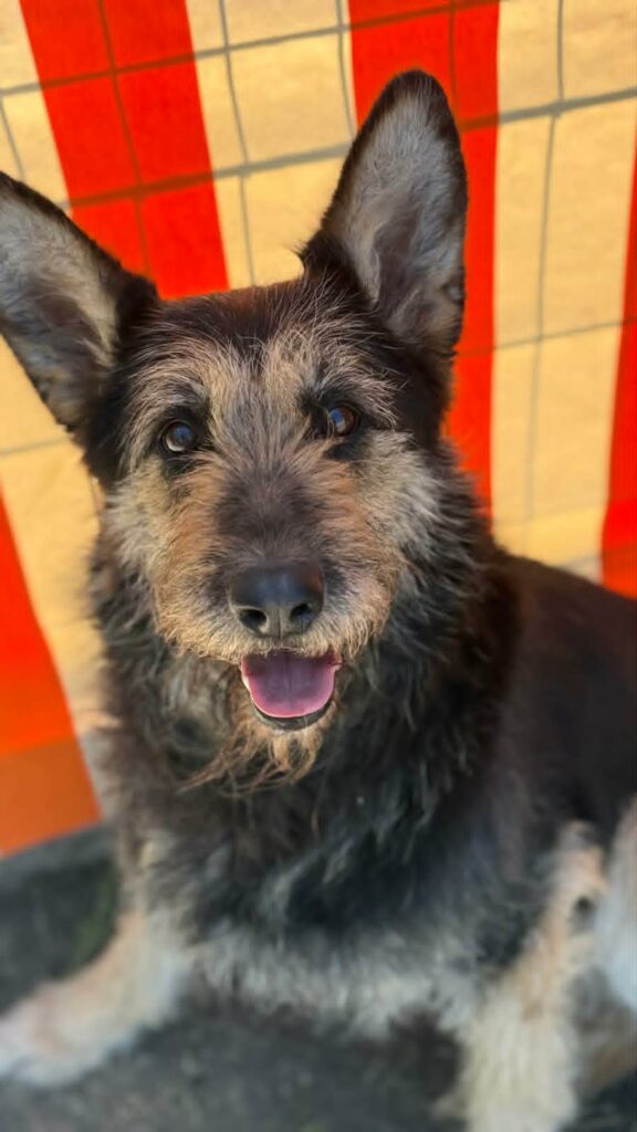 Glücklicher Hund mit langen Ohren