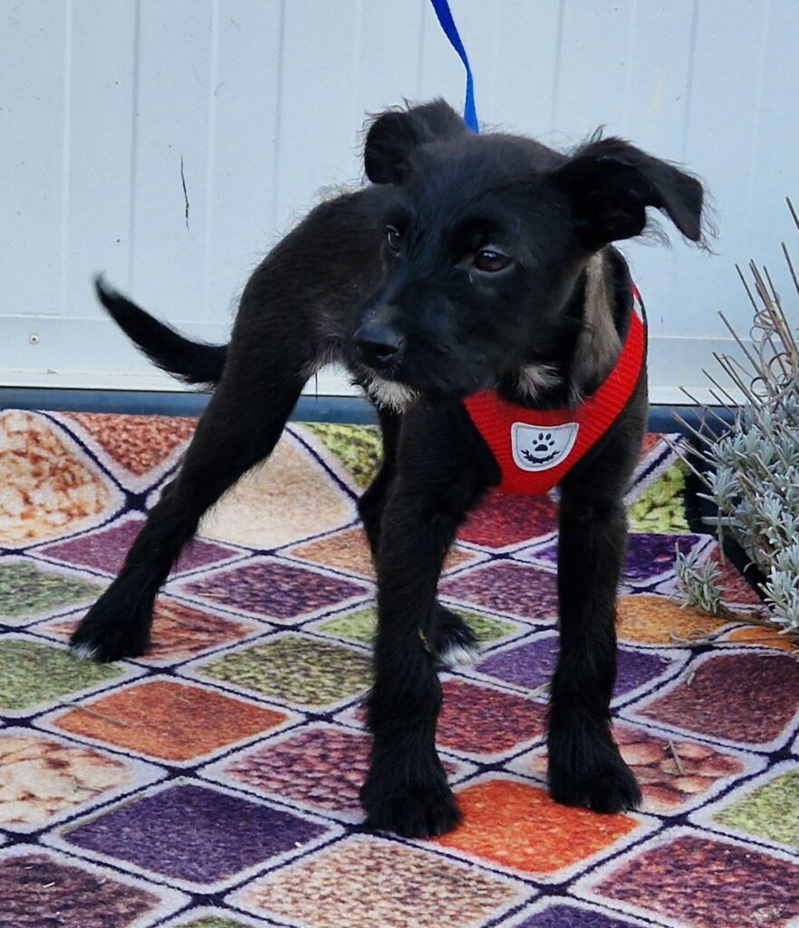Kleiner schwarzer Hund im Geschirr