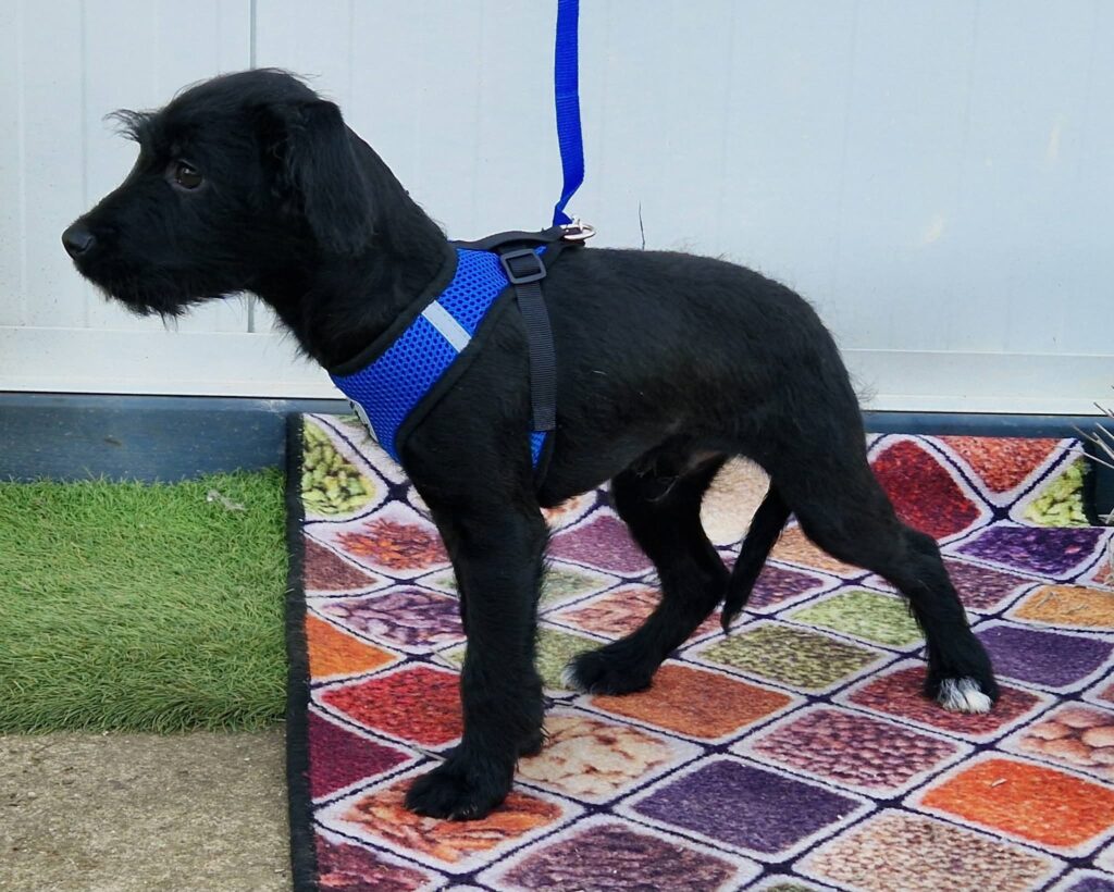 Schwarzer Hund im blauen Geschirr