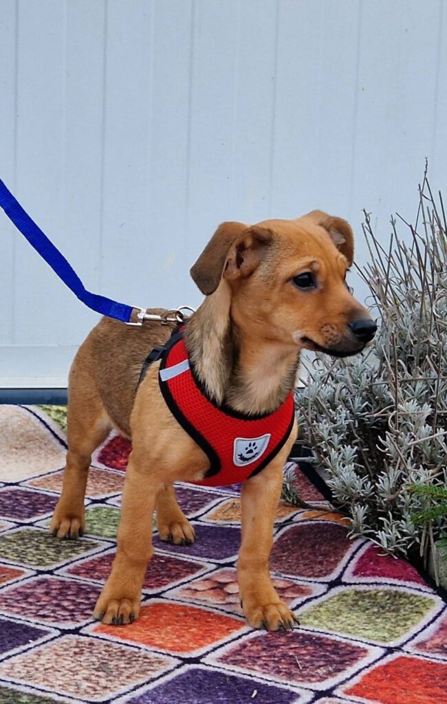 Brauner Hund im Geschirr