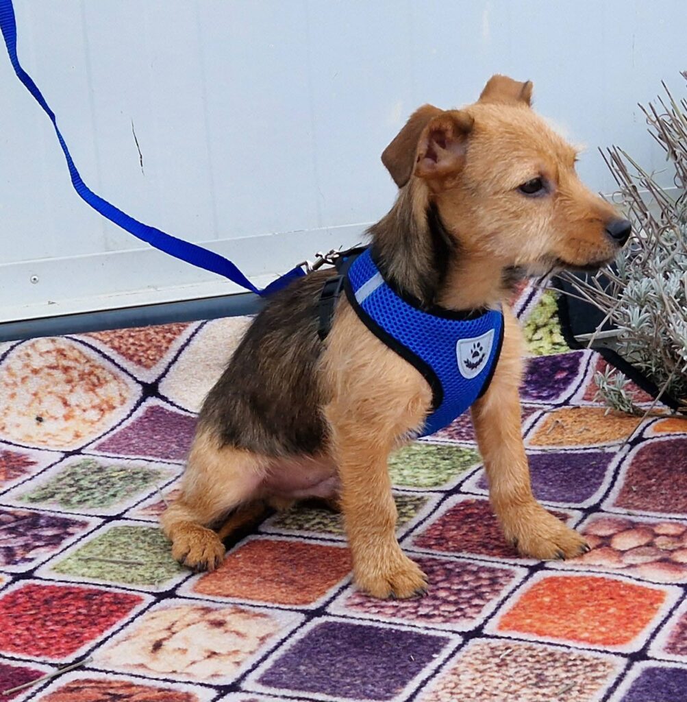 Kleiner Hund mit Geschirr