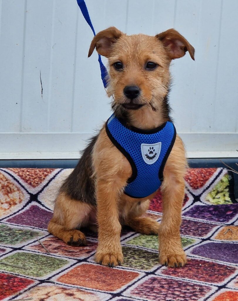Brauner Hund im blauen Geschirr