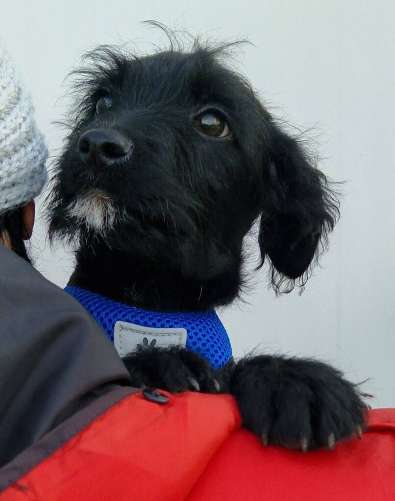 Schwarzer Hund im blauen Shirt