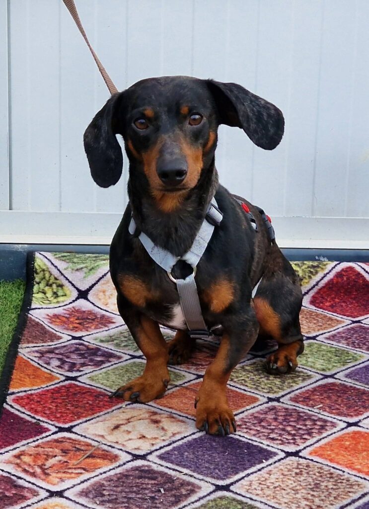 Dachshund auf farbigem Teppich