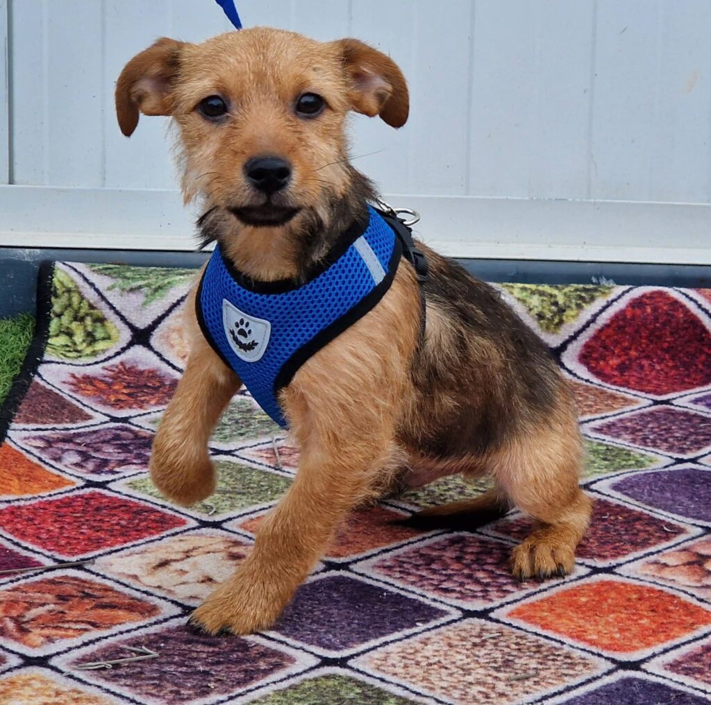 Brauner Hund im blauen Geschirr