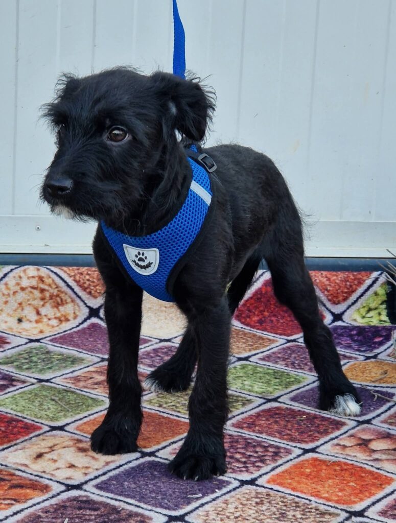 Schwarzer Hund im blauen Geschirr