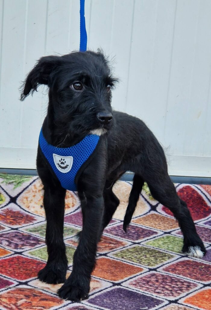 Schwarzer Hund mit blauem Geschirr
