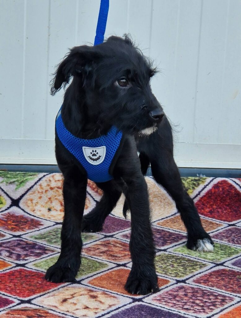 Schwarzer Hund im blauen Geschirr