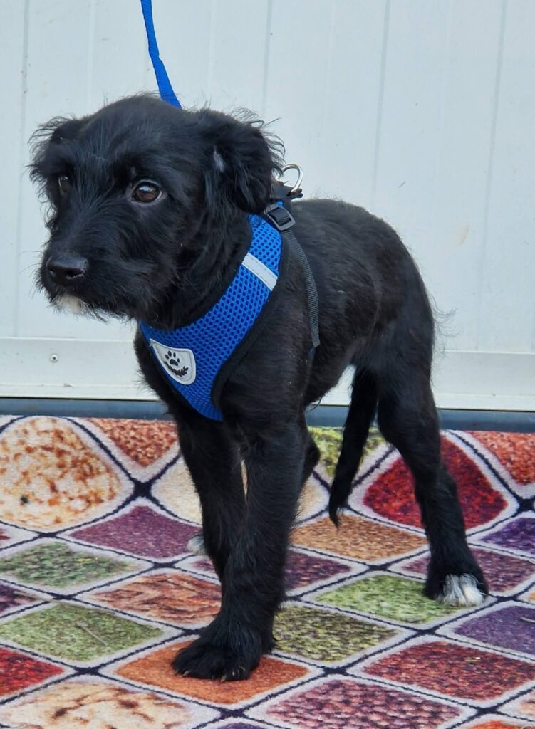 Schwarzer Hund mit blauer Weste
