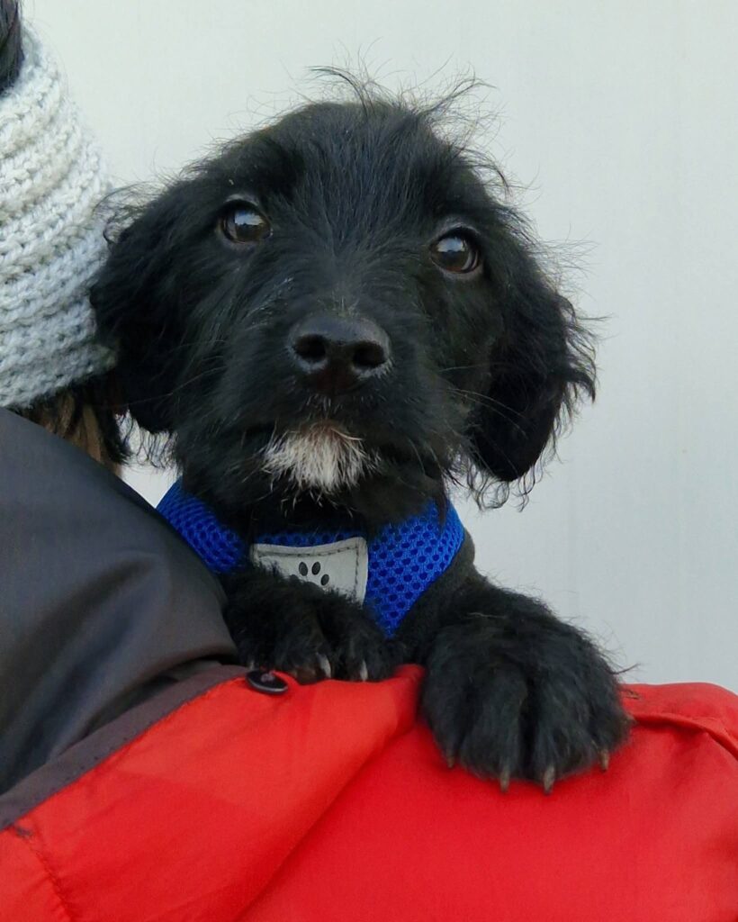 süßer schwarzer Hundewelpe im Geschirr