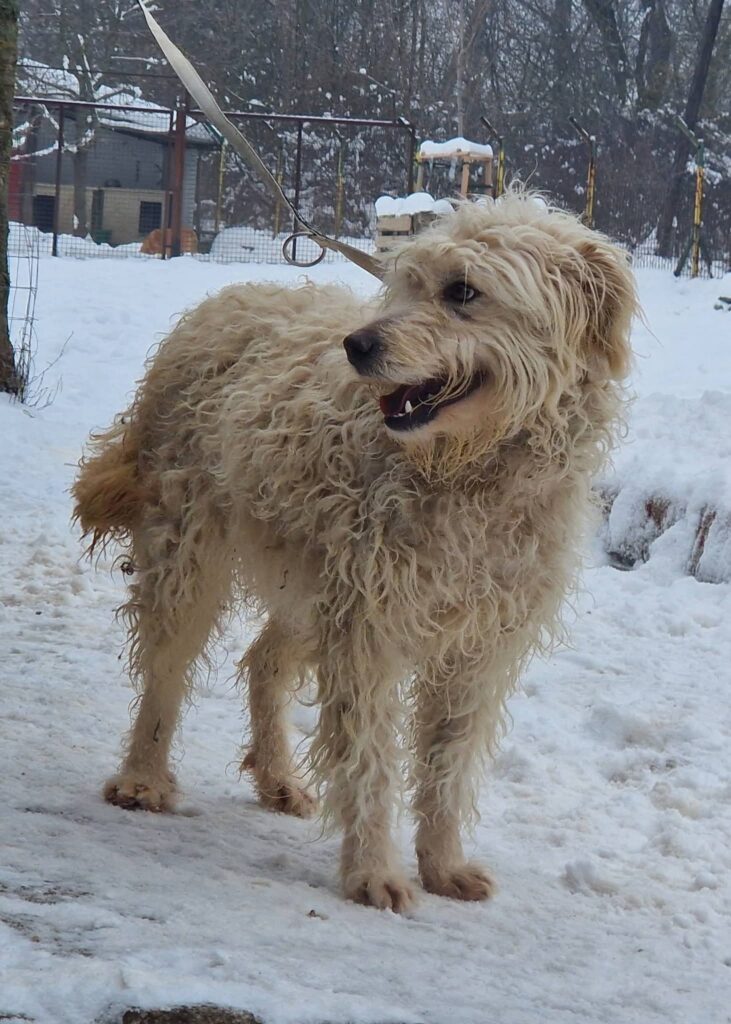 Hund im Schnee