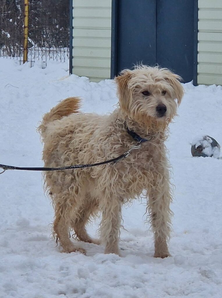 Beiger Hund im Schnee