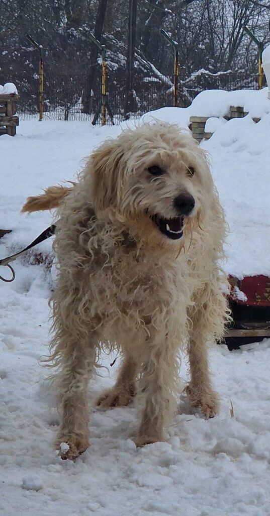 Hund im Schnee