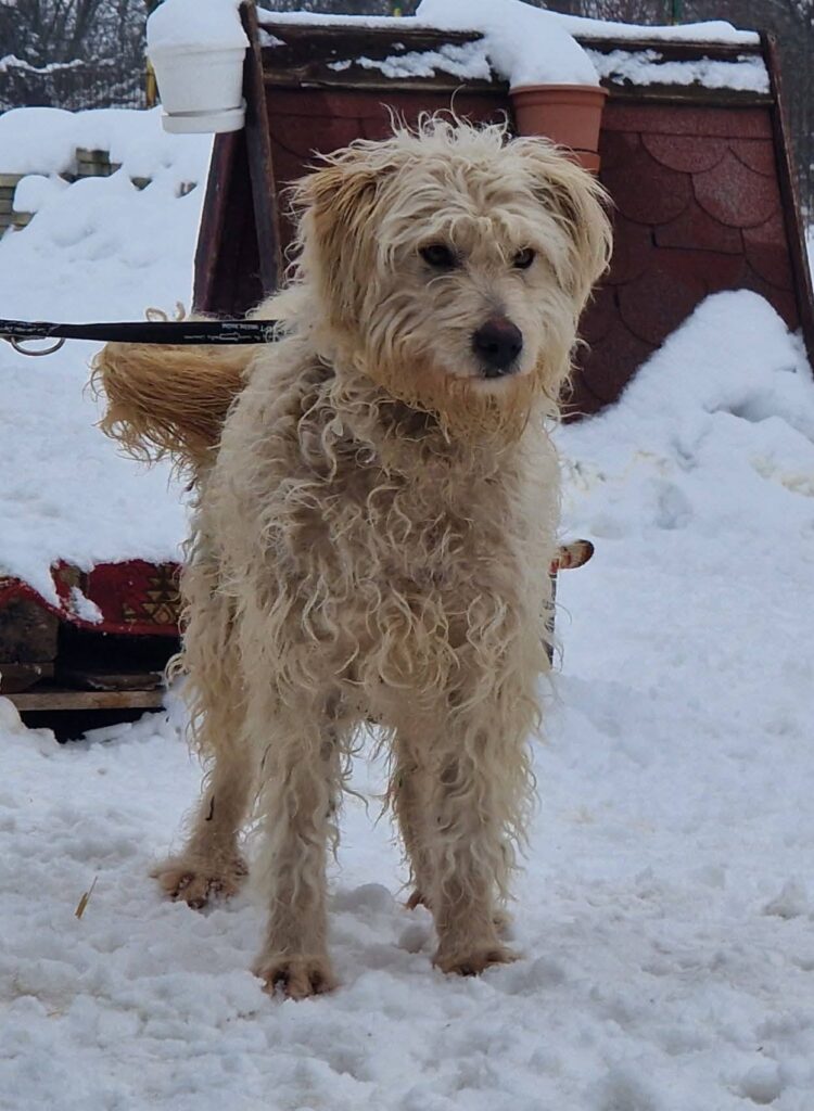 Hund im Schnee