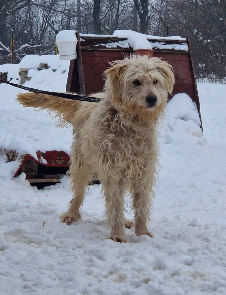 Hund im Schnee