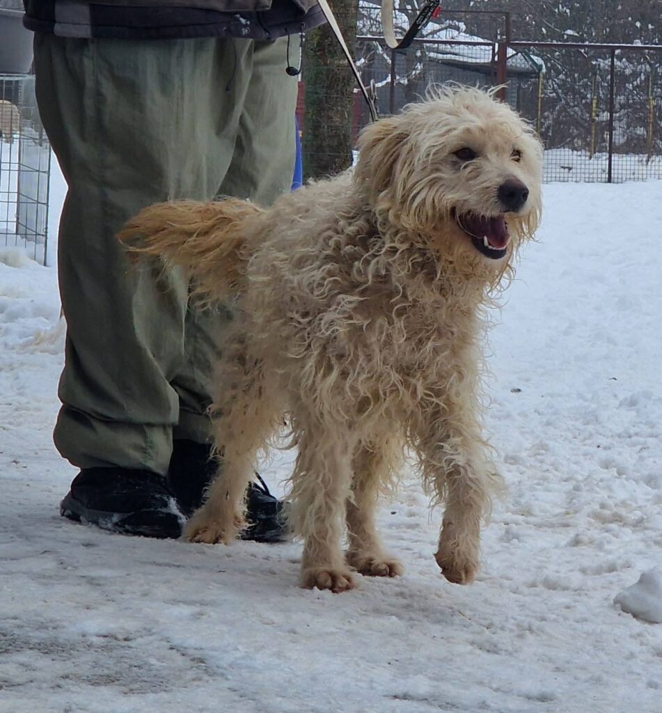 Hund im Schnee