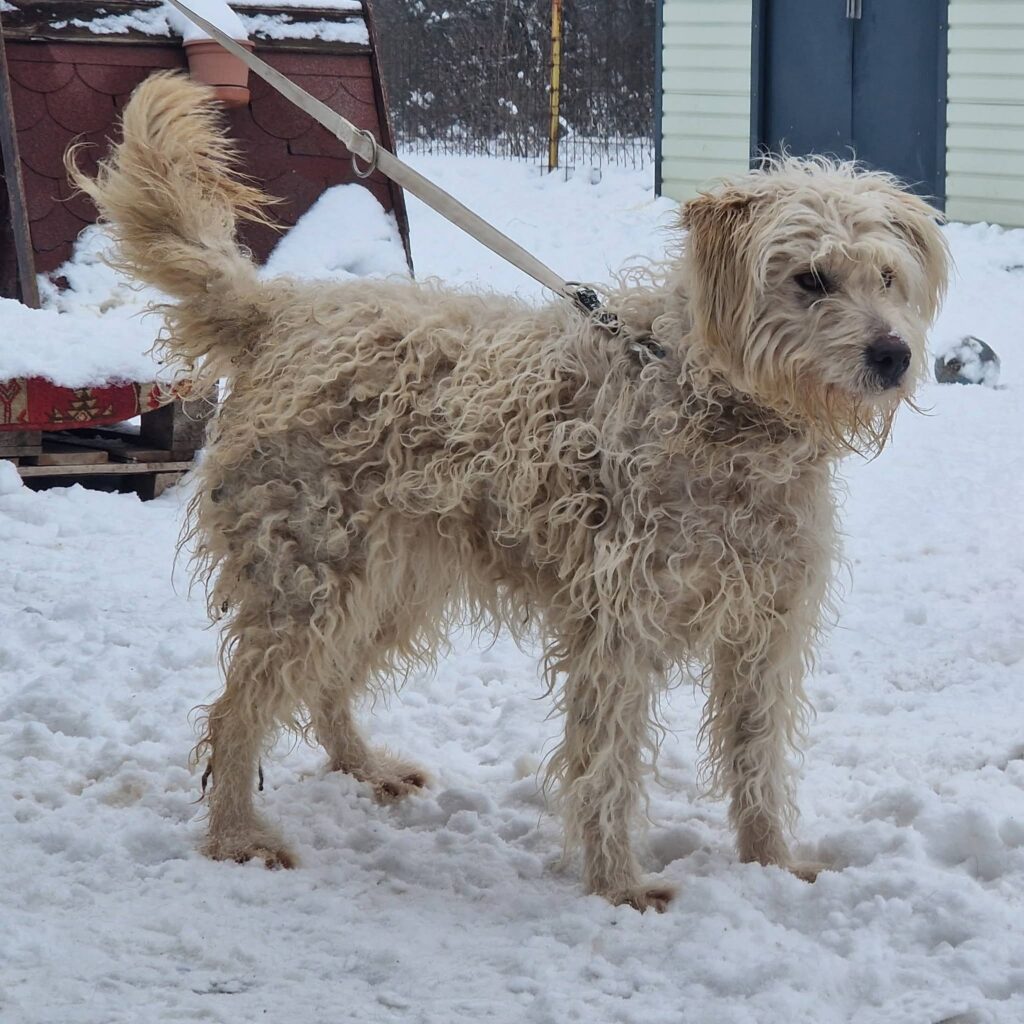 Zotteliger Hund im Schnee