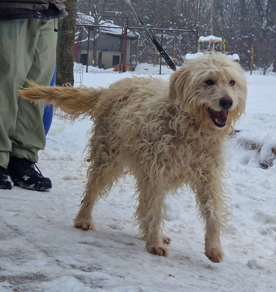 Hund im Schnee