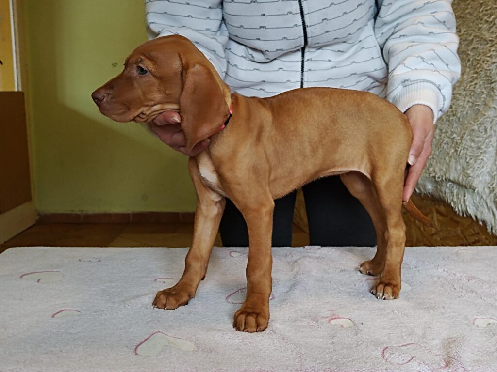 Welpen-Vizsla Hund steht