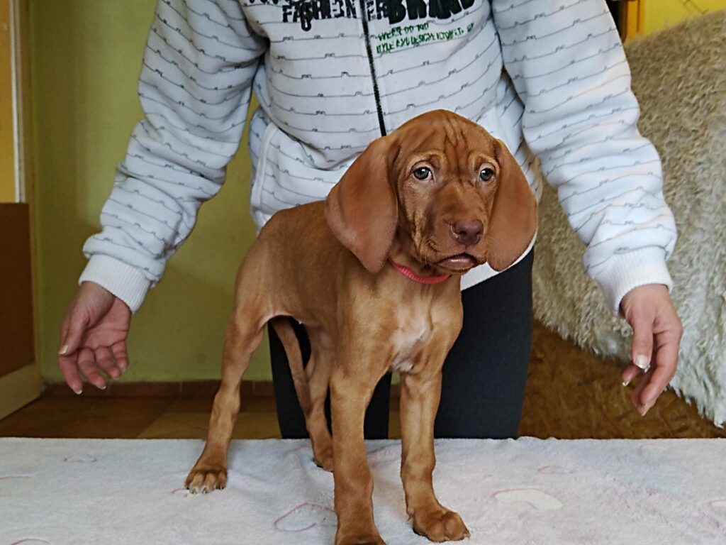 Brauner Hundewelpe steht vor Person