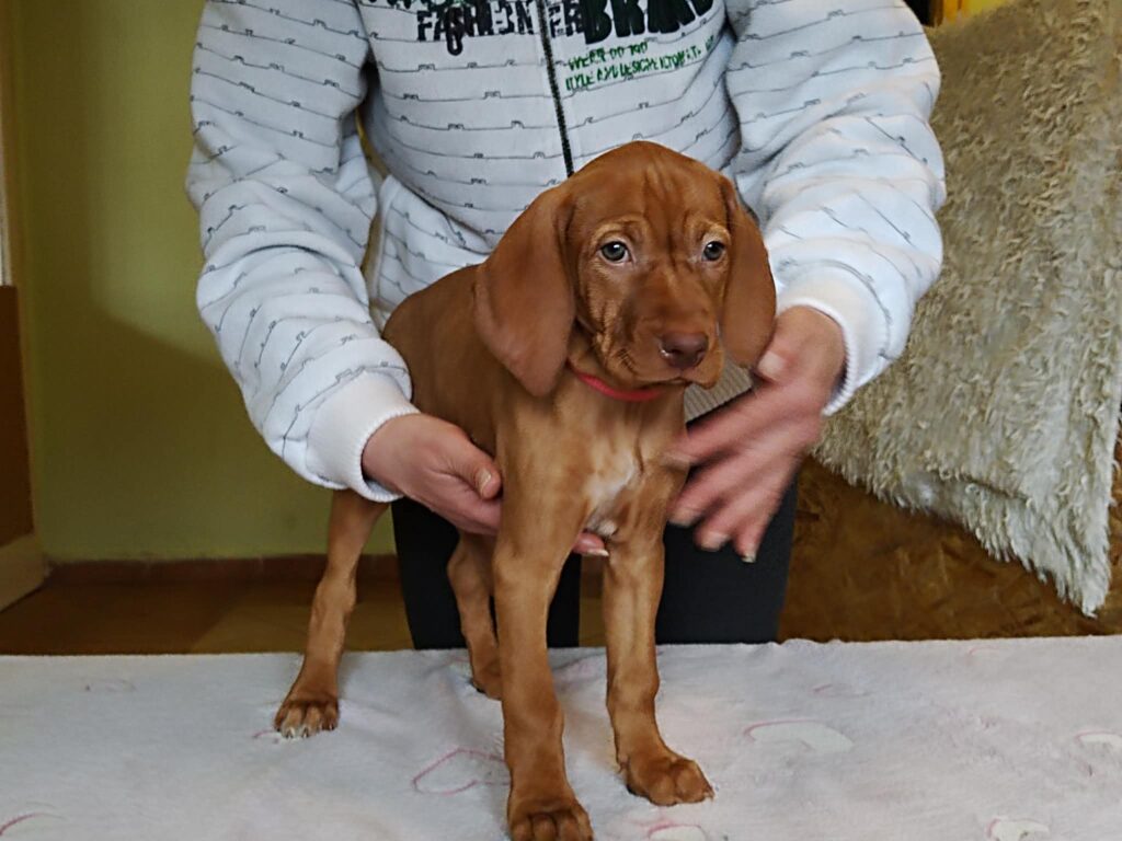 Süßer Vizsla Welpe hält Hände