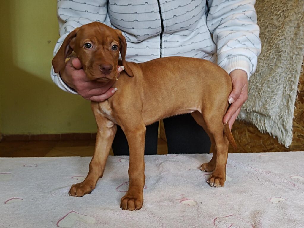 Brauner Hundewelpe steht fest