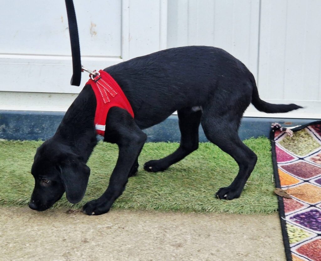 Schwarzer Hund mit rotem Geschirr