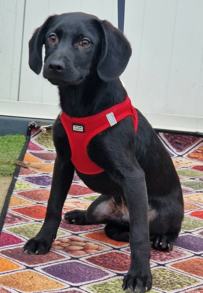 Schwarzer Hund im roten Geschirr