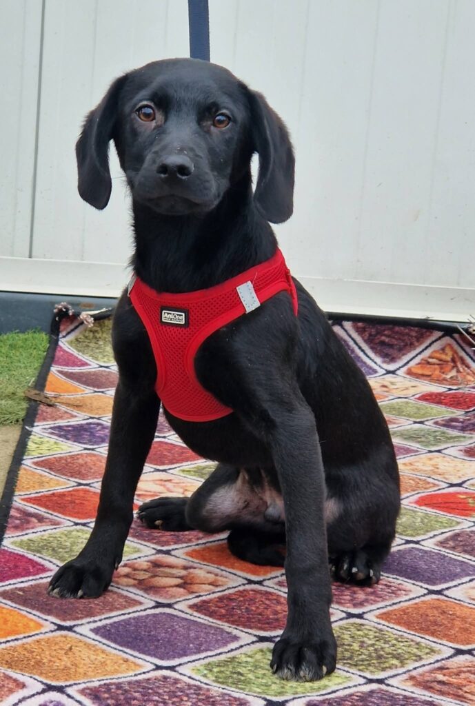 Schwarzer Hund im roten Geschirr
