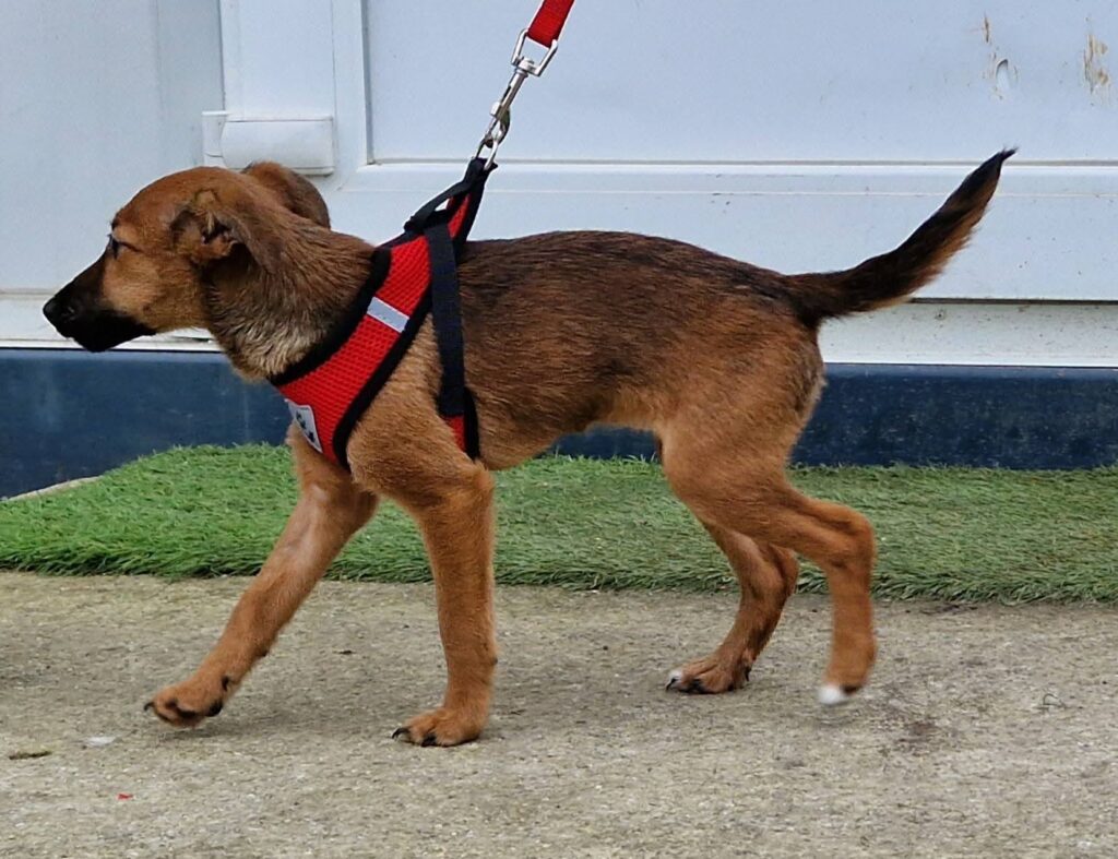 Brauner Hund im Geschirr