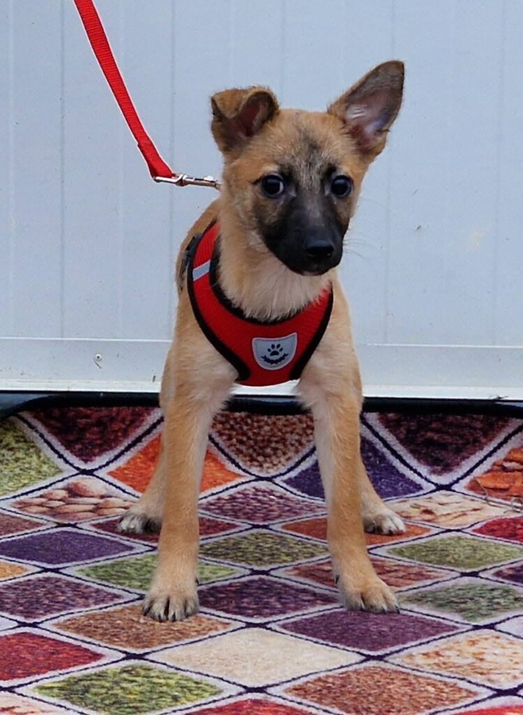 süßer Hund Welpe rote Weste