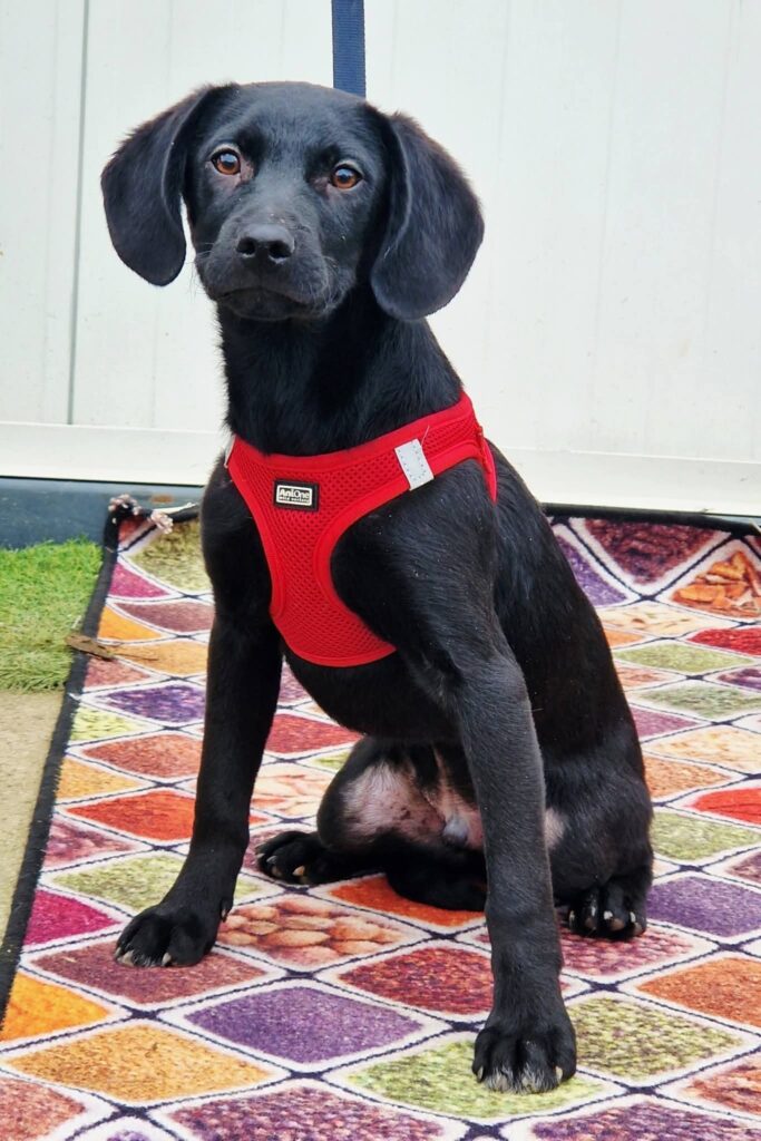 Schwarzer Hund mit rotem Geschirr