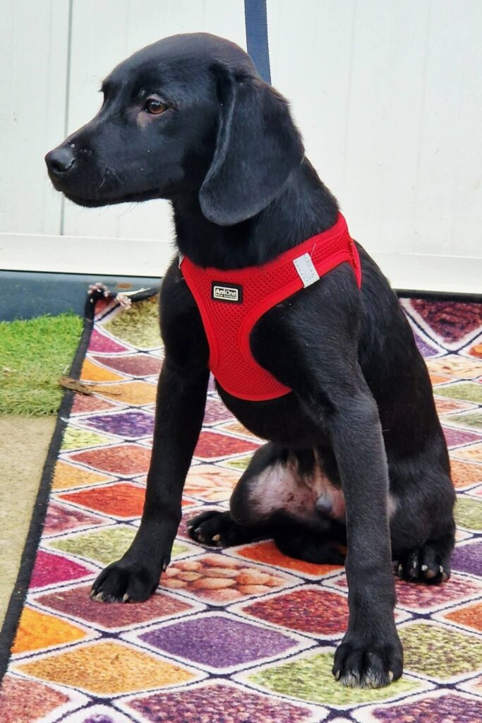 Schwarzer Hund mit rotem Geschirr