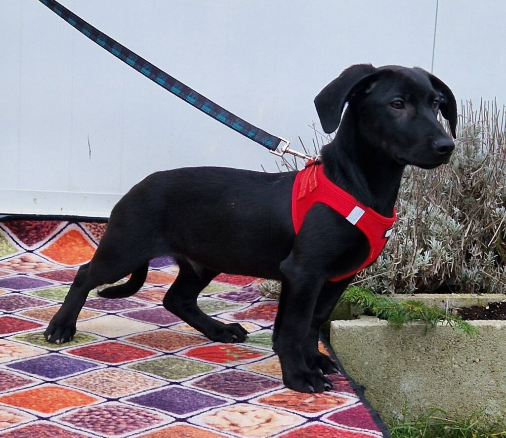 Schwarzer Hund mit rotem Geschirr
