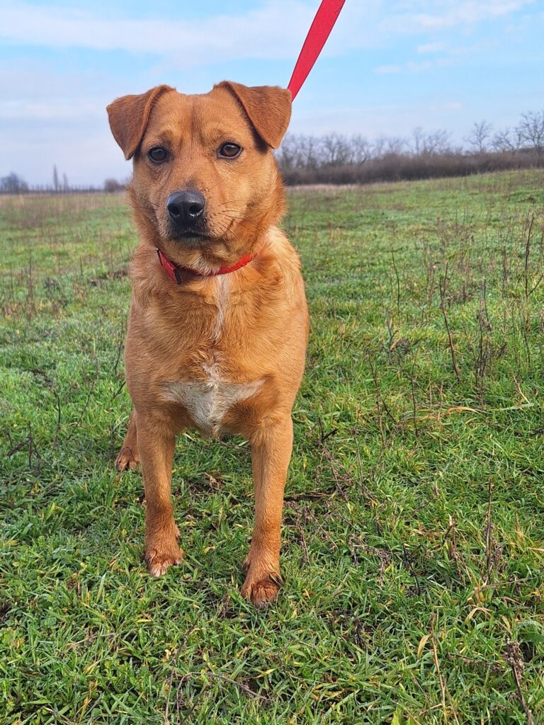 Brauner Hund im Feld