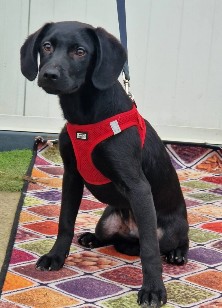 Schwarzer Hund mit rotem Geschirr