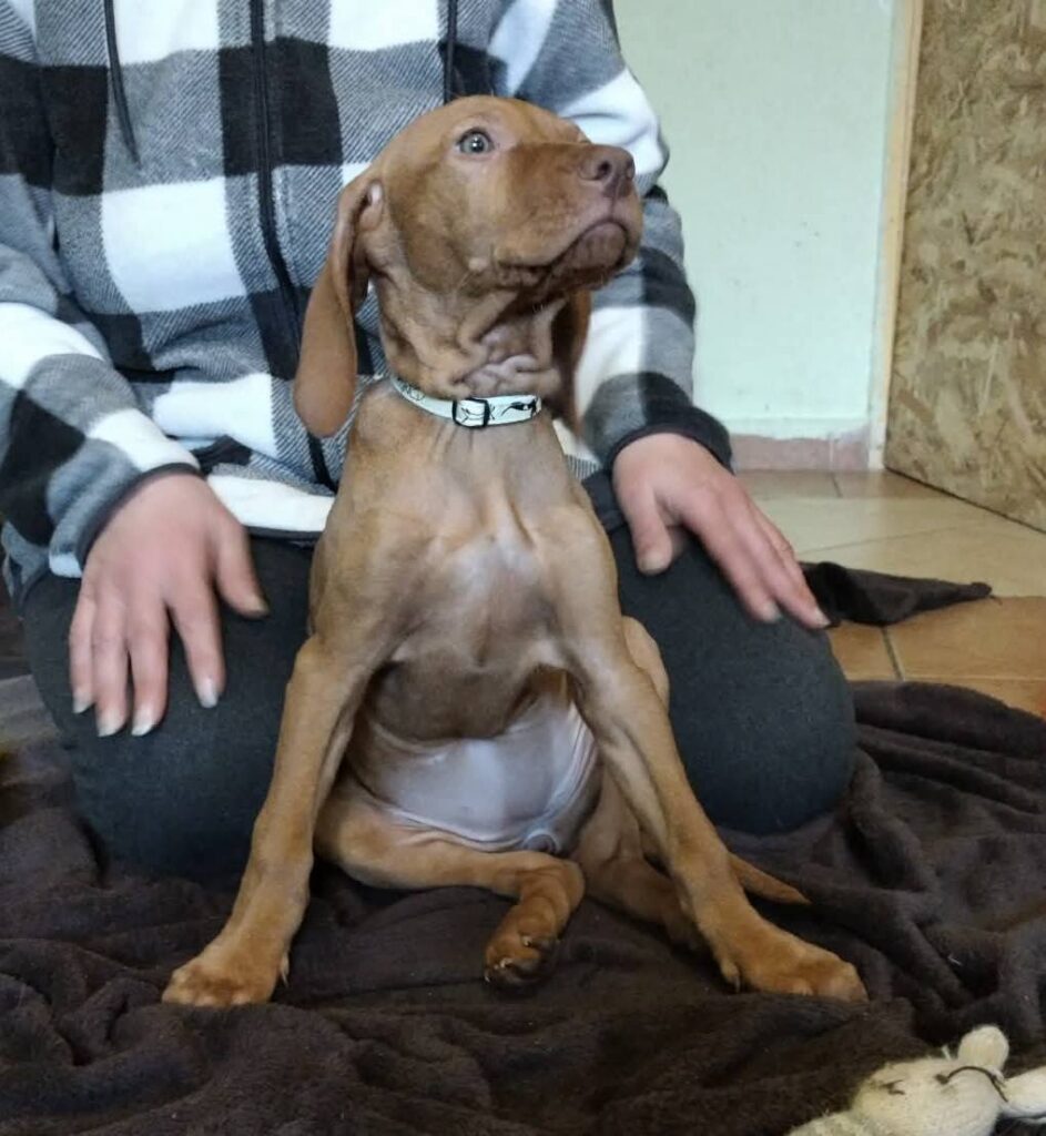 Brauner Hundewelpe mit Halsband